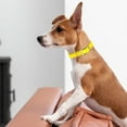 thumbnail image 4 of W 1.5" L 16-28 inch  Viper Biothane Waterproof Collar - Brass Hardware, 4 of 38