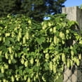 thumbnail image 4 of Cascade Hops Vine Dormant Bare Root Starter Plant - 1 starter plant per offer, 4 of 5