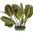 thumbnail image 3 of 4 Pack Live Red Maranta, Red Prayer Plant, Potted Vine Houseplant, Office Gift, Plant Lover Gift, Plant Mom Dad Gift, Grandparent Gift, Christmas Gift in 4" Pot, 3 of 5