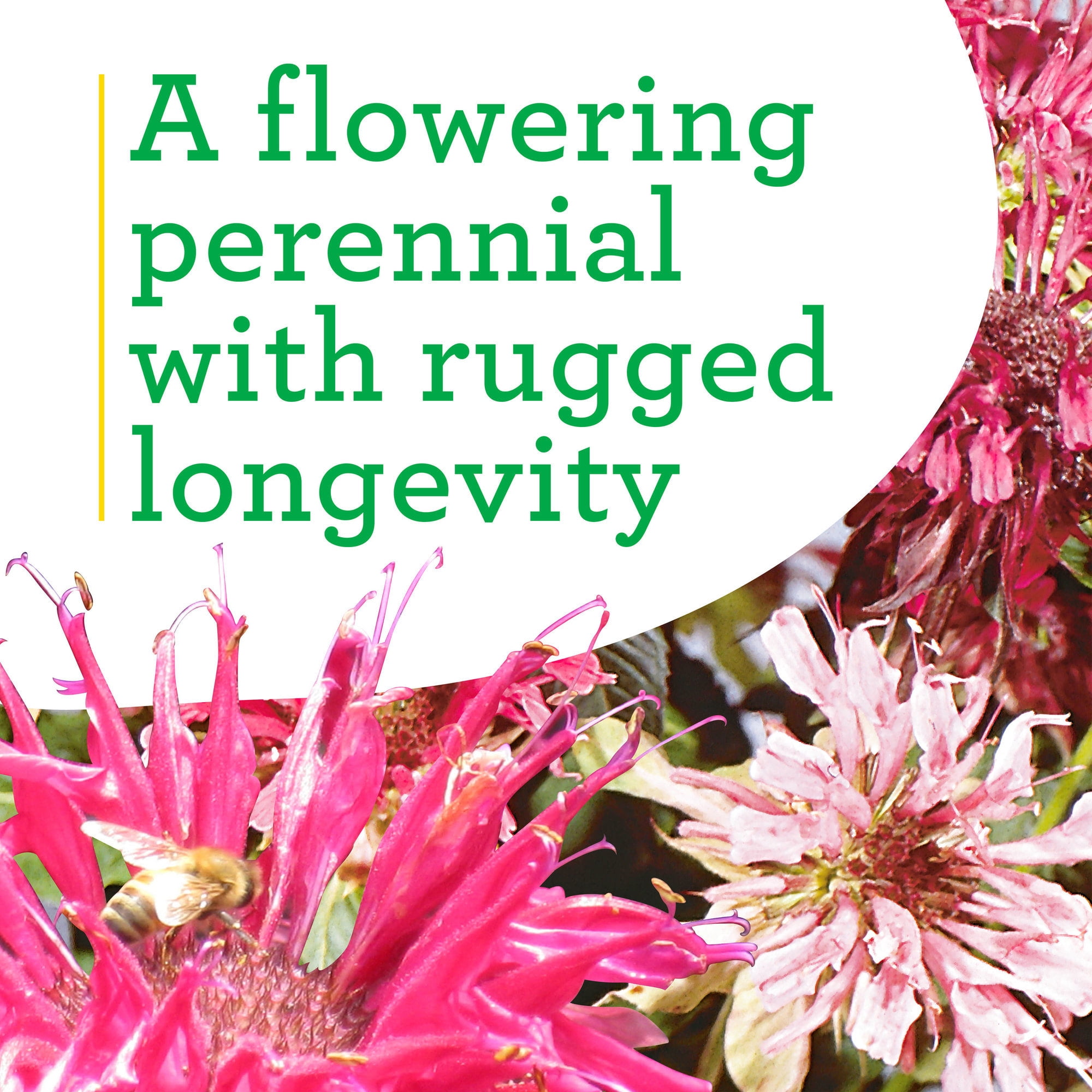 Bonnie Plants Bee Balm 19.3 oz.