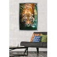thumbnail image 3 of Tigre - Eau, 3 of 4