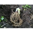 thumbnail image 2 of 5 Stained Glass Hosta Bareroot, 2 of 5