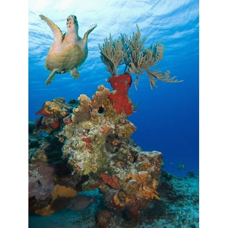 Sea Turtle (Chelonioidea) Swimming over the Coral, Cozumel, Mexico, Caribbean, North America Print Wall Art By Antonio