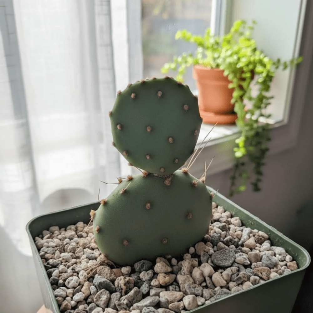 Purple Prickly Pear Cactus Plant in Pot, 6-8'' Tall, Rare Pear Cactus, Live Prickly Pear Cactus Plant for Indoor or Outdoor Planting