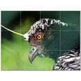 thumbnail image 1 of Bird Ceramic Tile Mural Kitchen Backsplash Bathroom Shower 402181-M43, 1 of 3