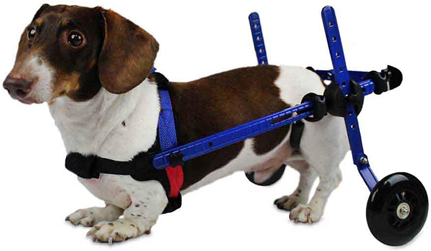 Dachshund Wheelchair for Small Dogs 230+ Pounds Veterinarian