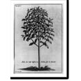 thumbnail image 2 of Historic Framed Print, Arbre du café deffiné en Arabie fur le naturel, 17-7/8" x 21-7/8", 2 of 9