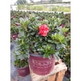 thumbnail image 2 of Encore® Autumn Fire® Reblooming Azalea, 2 of 3