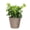 Coffee, variant on Live English Ivy Plant - Air Purifying - 4" Decorative Pot Cover - Coffee - Thorsen's Greenhouse