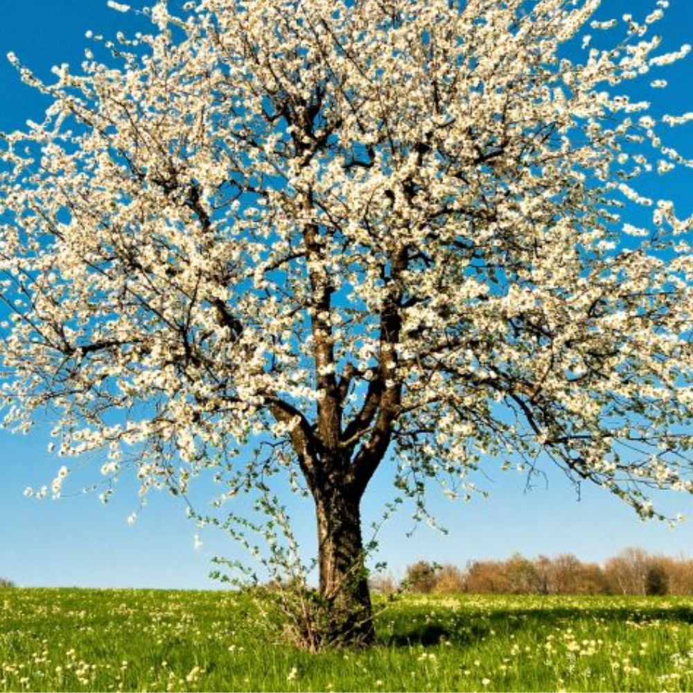 Expert Gardener 3-4 ft tall Montmorency Fruiting Cherry Live Tree in 7-Gallon Grower Pot