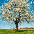 thumbnail image 3 of 3-4 ft. Early Richmond Fruiting Cherry Tree, 3 of 6