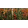thumbnail image 2 of Grall, Don 24x12 Gold Ornate Wood Framed with Double Matting Museum Art Print Titled - Michigan Evergreens and red maples in autumn, 2 of 4