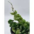 thumbnail image 3 of Hoya Hindu Rope Carnosa Compacta, 6 inch, Krinkle Kurl, Ready for Upgrade, Honeyplant Waxplant Porcelain Flower, 3 of 8