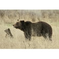 thumbnail image 2 of Peaco, Jim 32x23 Gold Ornate Wood Framed with Double Matting Museum Art Print Titled - Grizzly Sow and Cub near Fishing Bridge, Yellowstone National Park, 2 of 4