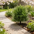 thumbnail image 4 of Bxaolu 15.8" Artificial Topiary Trees with Ground Spike, Set of 2 Norfolk Pine Topiary, UV Resistant Shrubs Plants Fake Cedar Tree Bushes for Outdoor Front Porch Garden Décor, 4 of 9