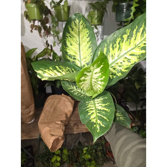 6 inch Pot- Big 2 ft. tall Dieffenbachia Dumb Cane Indoor Plant easy care air Purifier- Get similar to picture!