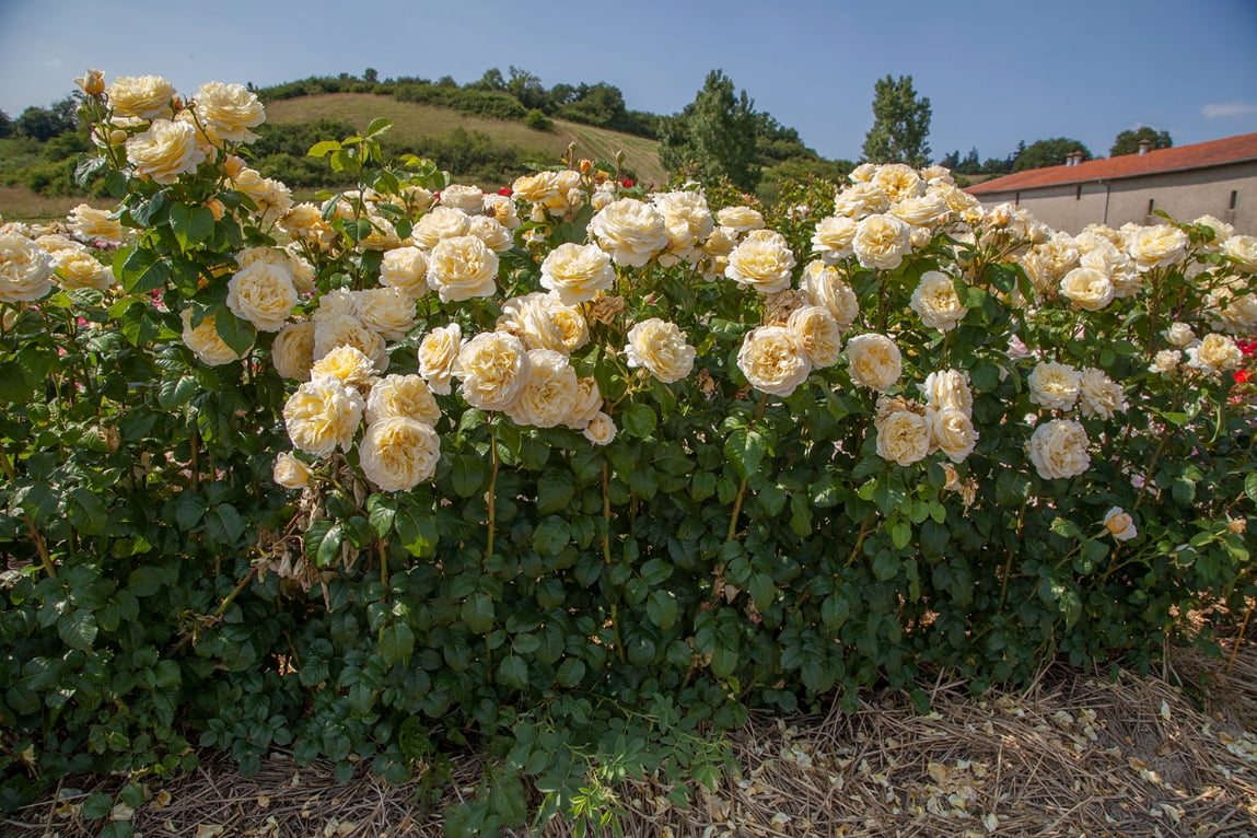 Scentables™ Live Bareroot Romantica® Moonlight Hybrid Tea Rose with Full Sunlight - 2 Piece