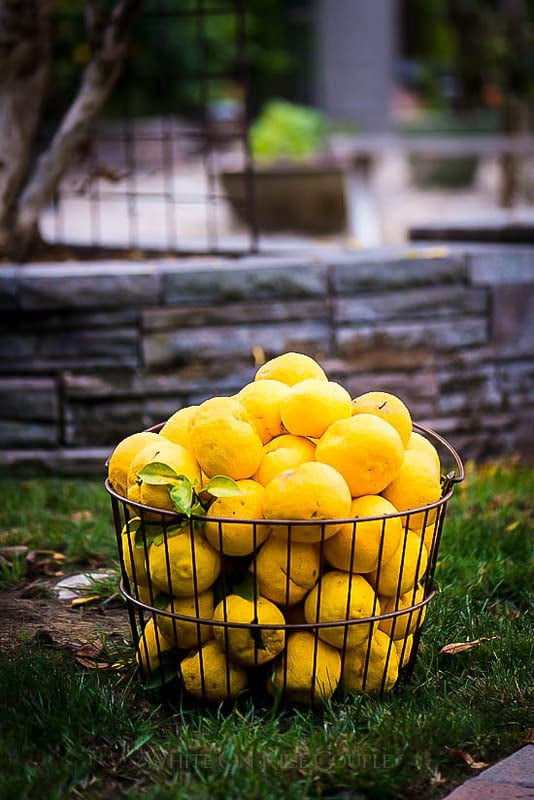⭐ Gardenera Labs's Citron Tree Soil Mix - The Perfect Blend of Quick-Draining Formula, Essential Nutrients for Healthy, Productive Citrus Medica Trees - [10 Quart Bag]