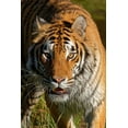 thumbnail image 2 of Jaynes Gallery 23x32 Black Ornate Wood Framed with Double Matting Museum Art Print Titled - Montana Siberian tiger in controlled environment, 2 of 4