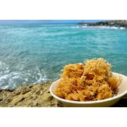 SeaMoss Boss Canouan | Dried 8oz Gold sea Moss | Ocean harvested & Sun-Dried in the Remote Grenadine Islands | Makes 120oz sea Moss Ge