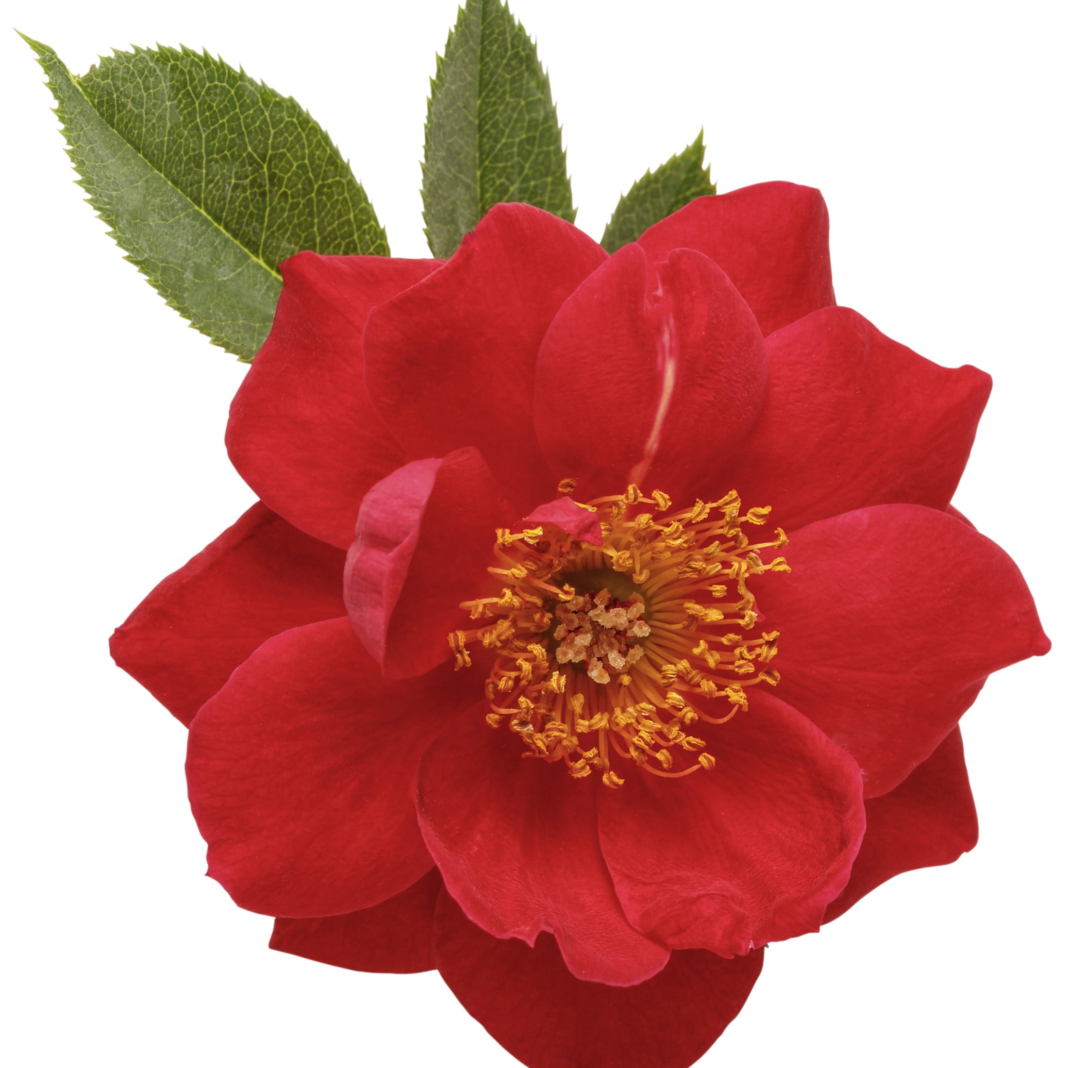 Proven Winners ColorChoice 5" Red Oso Easy Urban Legend Rose Live Plant in 4.5" Pot (4 Count)