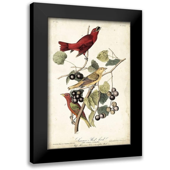 Audubon, John James 11x14 Black Modern Framed Museum Art Print Titled - Summer Red Bird