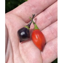 Purple Biquinho Chupetinho Heirloom Pepper Premium Seeds Packet