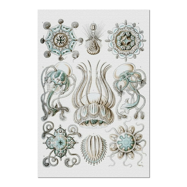Art Forms Of Nature Narcomedusae Ernst Haeckel Artwork x30 Premium 1000 Piece Jigsaw Puzzle Made In Usa Walmart Com Walmart Com Art Forms Of Nature Narcomedusae Ernst Haeckel Artwork x30 Premium 1000 Piece Jigsaw Puzzle Made In Usa Walmart Com Walmart Com