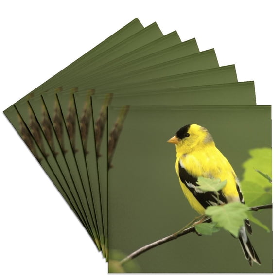 3drose, Male American Goldfinch Bird - Na02 Aje0203 - Adam Jones, Set of 8 Ceramic Tile Coasters