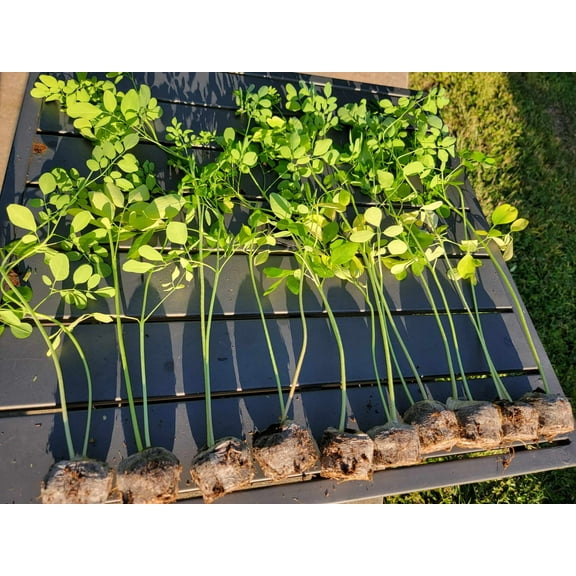 Moringa Tree Seedlings 2 Live Moringa Plants with Moringa Seeds - Organically Grown - NON-GMO - Drumstick Tree