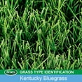 thumbnail image 4 of Scotts Turf Builder Grass Seed Kentucky Bluegrass Mix, 4 of 7