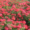 3 Gal. Coral Drift Rose Bush Winter hardy Rose Bush