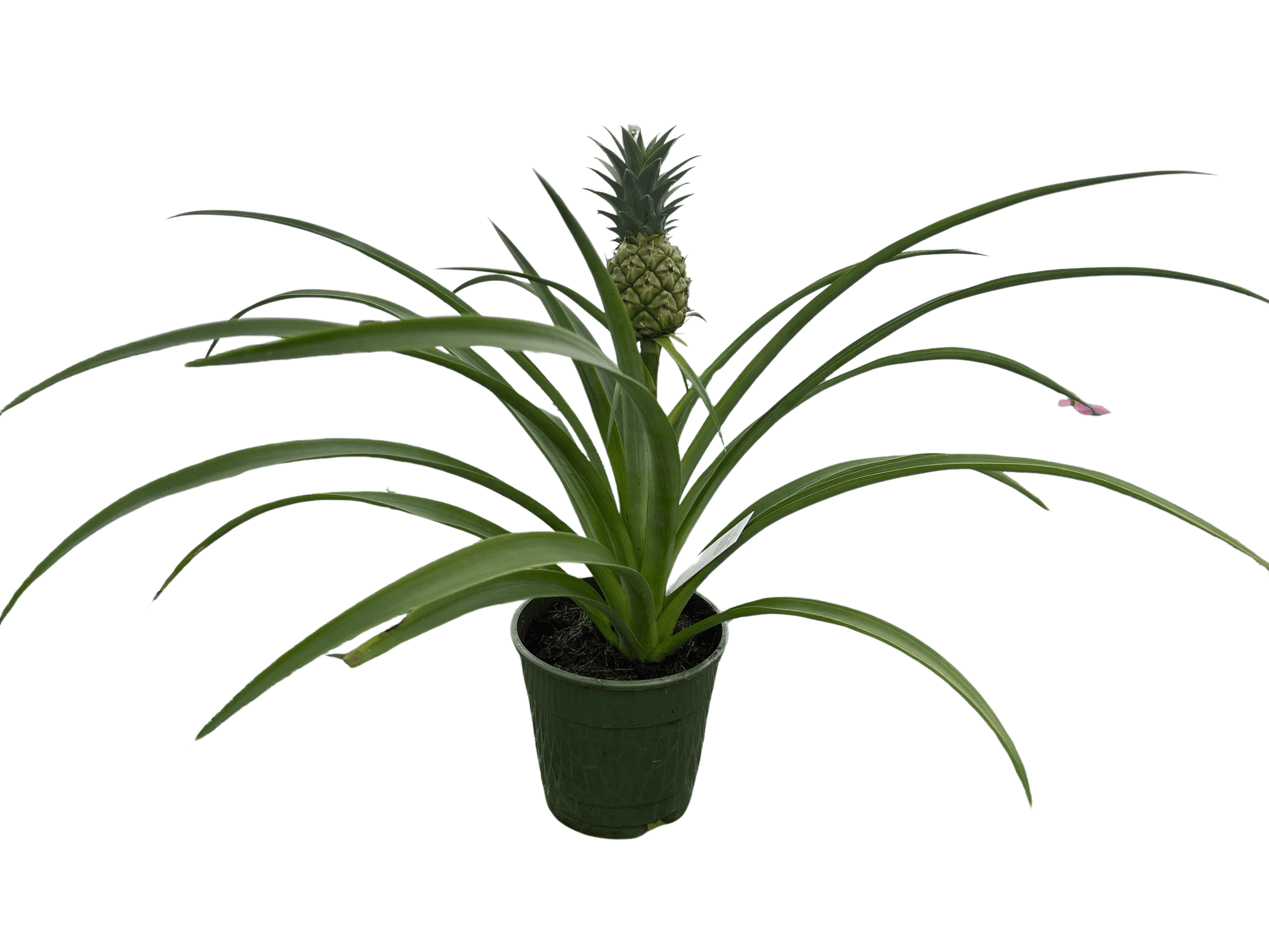 Fruiting Pineapple Plant - Ananas comosus - Great Indoors/Out - 5" Pot