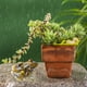 thumbnail image 5 of Decoración del hogar, decoración de habitaciones, decoración de paredes, adornos de jardín, ranas para decoración de jardín, decoraciones para peceras, adornos de ranas de goma, 5 of 6