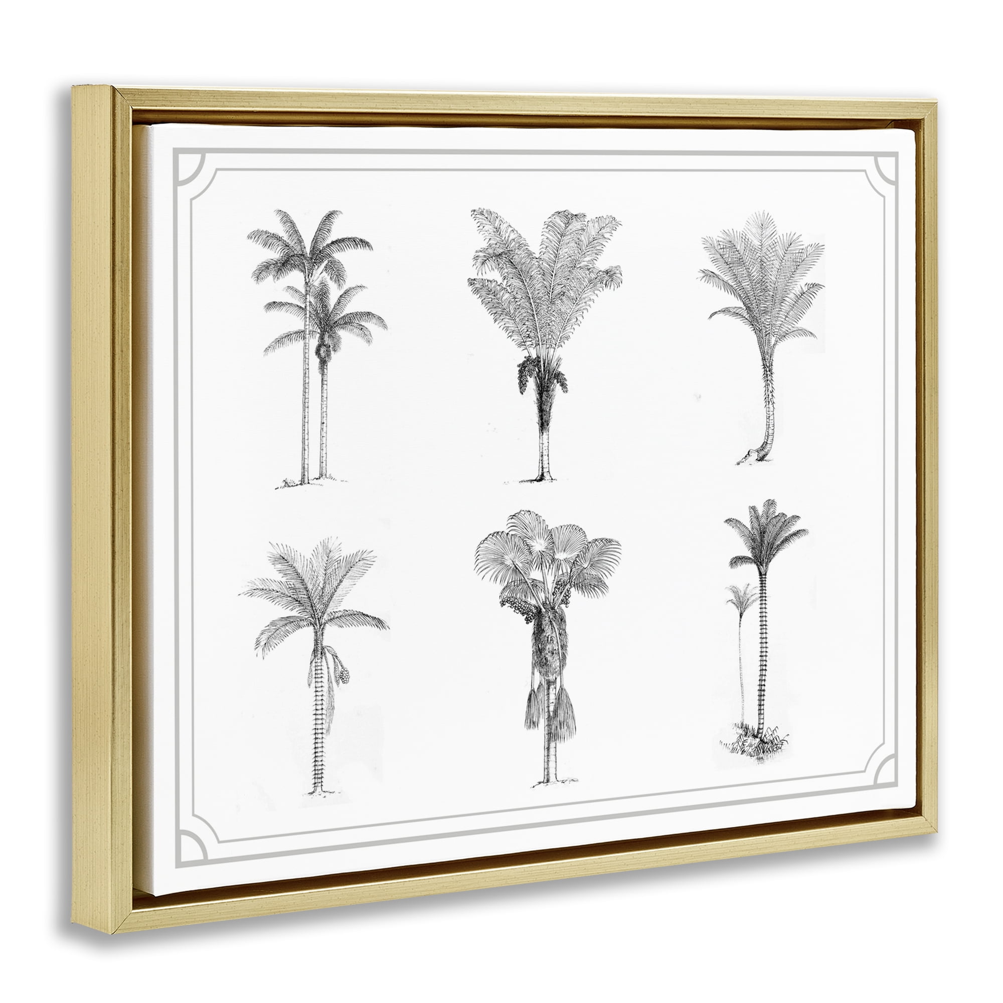 Various Palm Tree Types Vintage Gold Framed Floater Canvas Wall Art, design by Lettered and Lined