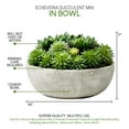 thumbnail image 6 of Serene Spaces Living 7" Echeveria Succulent Mix in Bowl - for Weddings and Home Décor, Real Looking Succulent for Decoration, Single, 6 of 6