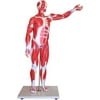 Walter Products Muscular Figure, 85cm Model, 27 Parts