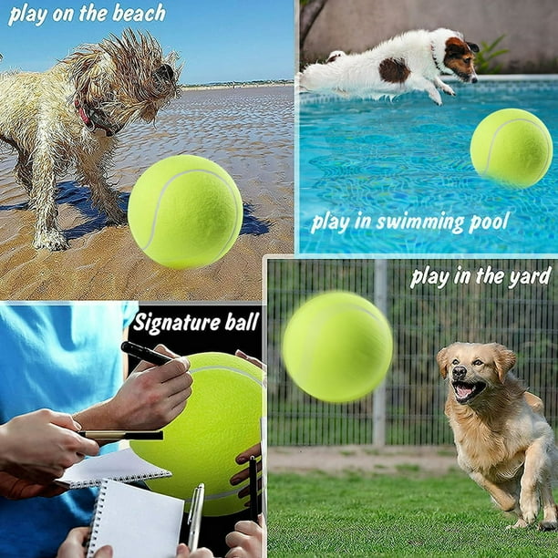 Blue tennis balls for dogs online