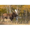 thumbnail image 3 of 15 fl oz Ceramic Mug, Colorado, Moose, Dishwasher & Microwave Safe, 3 of 3