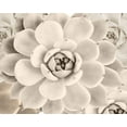 thumbnail image 2 of Sophie 6 14x12 Gold Ornate Wood Framed with Double Matting Museum Art Print Titled - Cactus Cream II, 2 of 4