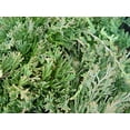 thumbnail image 2 of Blue Rug Juniper, 2 of 4