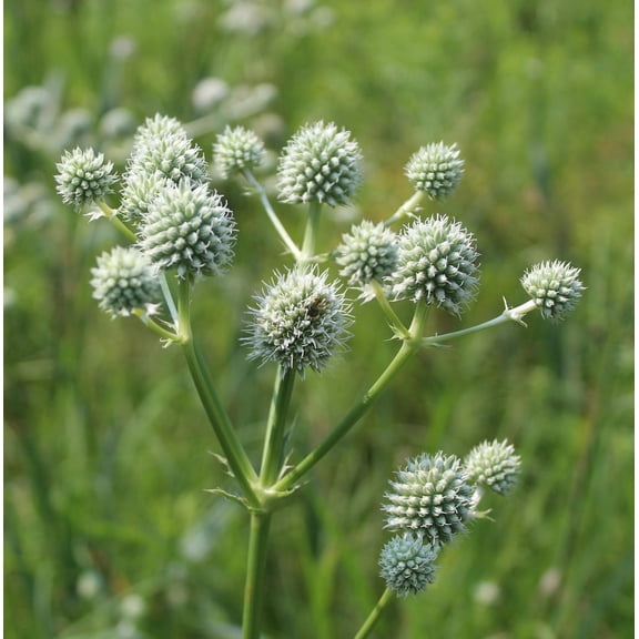 Rattlesnake Master Eryngium yuccifolium Meadow Premium Seeds for Planting Packet