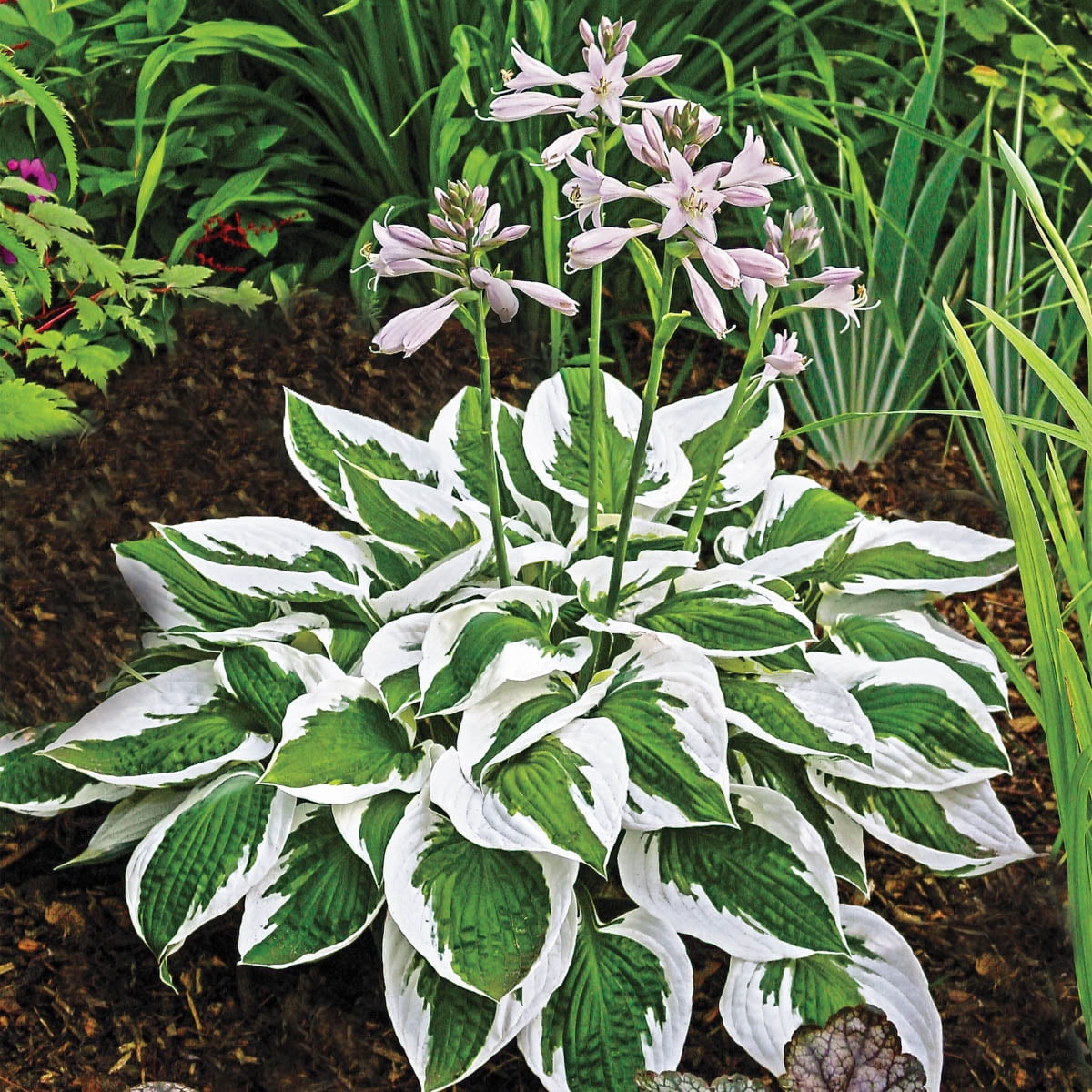 Spring Hill Nurseries Variegated Patriot Hosta Bare Root Perennial Plant, 1-Pack
