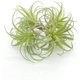 thumbnail image 3 of Paquete de 4 plantas suculentas artificiales, plantas de aire flocadas, césped artificial, plantas de aire Tillandsia flocadas, bromelias para decoración del hogar, jardín, proyecto de terrario,, 3 of 7