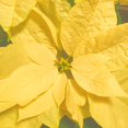 QAUZUY GARDEN 100 Poinsettia STF9 Seeds Yellow Mexican Flameleaf