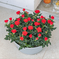 thumbnail image 5 of Red Mini Rose Plant, Miniature Rose Live Plant, Vibrant Red Flowers, 3 inches Pot, 5 of 5