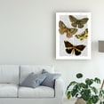 thumbnail image 3 of Trademark Fine Art 'Moth Plate 3' Canvas Art by Fab Funky, 3 of 3
