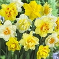 thumbnail image 3 of Daffodil, Narcissus Double Mix, (25 Bulbs) Top Size 14/16 cm. Shipping Now !, 3 of 3