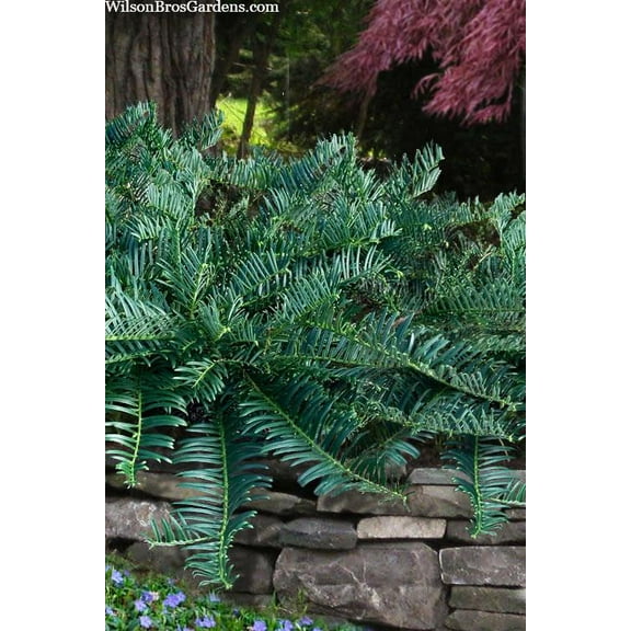 Prostrata Japanese Plum Yew–Evergreen Ground Cover–Shade Tolerant  15/18" h 3 Gallon