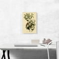 thumbnail image 2 of ARTCANVAS Bachman Warbler Canvas Art Print by John James Audubon - Size: 18" x 12" (0.75" Deep), 2 of 9